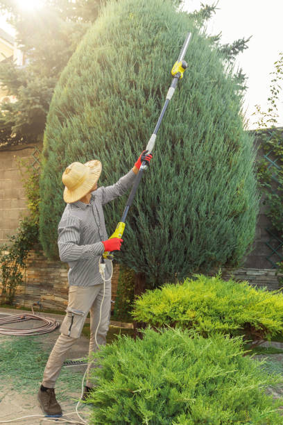 Trusted Silver Hill, MD Tree Removal and Landscaping Services Experts